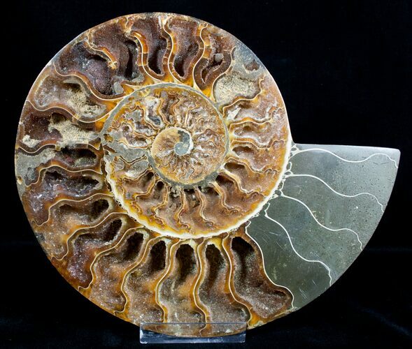Inch Wide Ammonite (Half) - Crystal Lined Chambers #3529